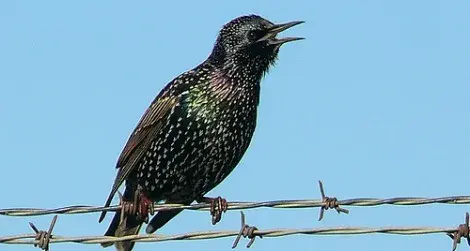 A starling, a black bird with an iridescent-speckled breast, opens its mouth mid-chirp while perched on barbed wire.