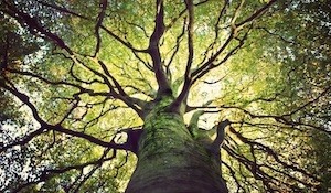 Bottom-up view of single tree canopy with branches stretching out in fractal pattern